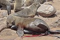  Otarie ; naissance ; mammifère marin ; Namibie 