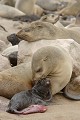  Otarie ; naissance ; mammifère marin ; Namibie 