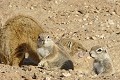  Mangouste ; écureuil ; mammifère ; carnivore ; herbivore ; terrier ; cohabitation ; Kalahari ; Kgalagadi ; Afrique du Sud ; hiver austral 
