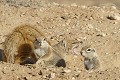  Mangouste ; écureuil ; mammifère ; carnivore ; herbivore ; terrier ; cohabitation ; hiver austral ; Kalahari ; Kgalagadi ; Afrique du Sud 