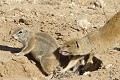  Mangouste ; écureuil ; mammifère ; carnivore ; herbivore ; terrier ; cohabitation ; hiver austral ; Kalahari ; Kgalagadi ; Afrique du Sud 