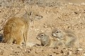  Mangouste ; écureuil ; mammifère ; carnivore ; herbivore ; terrier ; cohabitation ; hiver austral ; Kalahari ; Kgalagadi ; Afrique du Sud 