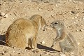  Mangouste ; écureuil ; mammifère ; carnivore ; herbivore ; terrier ; cohabitation ; hiver austral ; Kalahari ; Kgalagadi ; Afrique du Sud 
