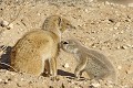  Mangouste ; écureuil ; mammifère ; carnivore ; herbivore ; terrier ; cohabitation ; hiver austral ; Kalahari ; Kgalagadi ; Afrique du Sud 