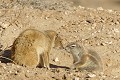  Mangouste ; écureuil ; mammifère ; carnivore ; herbivore ; terrier ; cohabitation ; hiver austral ; Kalahari ; Kgalagadi ; Afrique du Sud 