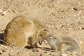  Mangouste ; écureuil ; mammifère ; carnivore ; herbivore ; terrier ; cohabitation ; hiver austral ; Kalahari ; Kgalagadi ; Afrique du Sud 
