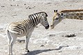  Zèbre ; girafe ; Etosha ; Namibie ; perspective ; humour 