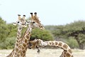  girafe ; perspective ; humour ; Etosha ; Namibie 