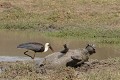  cigogne ; phacochère ; Kruger ; perspective ; Afrique du Sud ; humour 