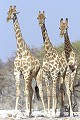  girafe ; perspective ; humour ; Etosha ; Namibie 