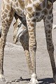  Girafe ; perspective ; humour ; Etosha ; Namibie 