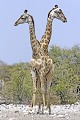  Girafe ; perspective ; humour ; Etosha ; Namibie 