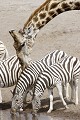  Girafe ; zèbre ; perspective ; humour ; Etosha ; Namibie 