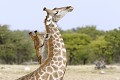  Girafe ; perspective ; humour ; Etosha ; Namibie 