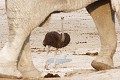  Eléphant ; autruche ; perspective ; humour ; Etosha ; Namibie ; Afrique 