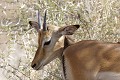  Impala ; perspective ; humour ; Kruger ; Afrique du Sud 