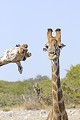  Girafe ; perspective ; humour ; Etosha ; Namibie 