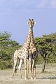 Girafe ; perspective ; humour ; Etosha ; Namibie 