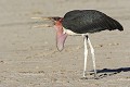 Marabout se nourrissant d'un termite en vol marabout ; oiseau ; manger ; termite ; savane ; Etosha ; Namibie 