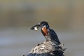 coup double pour cet alcyon géant Alcyon géant ; oiseau ; martin pêcheur ; poisson ; pêche ; Kruger ; Afrique du Sud 