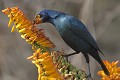 Etourneau métallique se nourrissant aux fleurs de la savane Etourneau ; oiseau ; fleur ; manger ; savane ; Kruger ; Afrique du Sud 