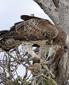 Aigle dépeçant un écureuil fouisseur du Cap Aigle ; proie ; écureuil ; dépecer ; manger ; savane : Etosha ; Namibie ; Afrique 