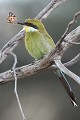 Guêpier ayant capuré un papillon Guêpier ; papillon ; capturer ; manger ; insectivore ; oiseau ; désert ; Kalahari ; Kgalagadi ; Afrique du Sud 