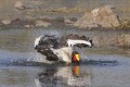  Jabiru ; bain ; eau ; oiseau ; toilette ; savane ; Kruger ; Afrique du Sud 
