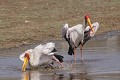  Tantale ; bain ; toilette ; eau ; savane ; oiseau ; Kruger ; Afrique du Sud 