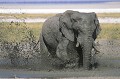  Eléphant ; mammifère ; bain ; boue ; Afrique ; Etosha ; Namibie ; savane 