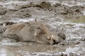 Bain de boue Phacochère ; bain ; boue ; savane ; mammifère ; protection ; parasite ; Kruger ; Afrique du Sud 