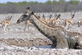 Bain involontaire d'une girafe tombée dans l'eau en glissant alors qu'elle venait boire.  