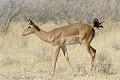  Impala ; étourneau ; mammifère ; oiseau ; savane ; Etosha ; Namibie ; Afrique 