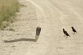  Cobra ; étourneau ; oiseau ; reptile ; savane ; Etosha ; Afrique Namibie 
