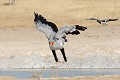 Le vanneau armé est très territorial et attaque sans relâche les intrus mammifères ou oiseaux. Secrétaire ; serpentaire ; vanneau ; oiseau ; savane ; territoire ; attaque ; défense ; Etosha ; Namibie ; Afrique 