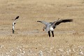 Le vanneau armé est très territorial et attaque sans relâche les intrus mammifères ou oiseaux. Vanneau ; secrétaire ; serpentaire ; oiseau ; savane ; attaque ; territoire ; défense ; Etosha ; Namibie ; Afrique 