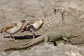 Couple d'oies d'Egypte très territorial réagissant au déplacement du crocodile.
PN de Kruger Afrique du sud Crocodile ; oie ; oiseau ; reptile ; territoire ; défense ; savane ; eau ; Kruger ; Afrique du Sud 