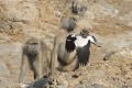 Vanneau armé attaquant un babouin entré sur son terrritoire. Vanneau ; babouin ; mammifère ; oiseau ; territoire ; attaque ; défense ; savane ; Kruger ; Afrique du Sud 