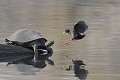  Marouette ; tortue ; reptile ; oiseau ; eau ; savane ; Kruger ; Afrique du Sud 