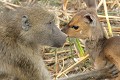 Curiosité et découverte mutuelle allant jusqu'au contact physique. Babouin ; guib harnaché ; curiosité ; découverte ; jeune ; contact ; toucher ; mammifère ; savane ; Kruger ; Afrique du Sud 