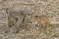 Curiosité et découverte mutuelles allant jusqu'au nez à nez. babouin ; guib harnaché ; mammifère ; jeune ; curiosité ; découverte ; contact ; toucher ; savane ; Kruger ; Afrique du Sud 