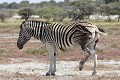 Zèbre rescapé d'une attaque par des lions. Zèbre ; mammifère ; lion ; attaque ; blessure ; savane ; Etosha ; Namibie ; Afrique 