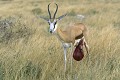 Rescapé en sursis suite à une attaque par un lion. Springbok ; attaque ; lion ; éventration ; mammifère ; Afrique ; savane ; Etosha ; Namibie 