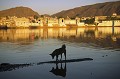 Chien errant au couchant, sur le lac sacré de Pushkar (Rajasthan, Inde du Nord) Chien ; coucher de soleil ; lac ; Inde ; Rajasthan ; 