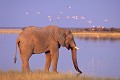 Eléphant venu boire dans le "pan" à la fin de la saison des pluies à Etosha (Namibie). Eléphant ; "pan" ; saison des pluies ; boire ; mammifère ; coucher de soleil ; savane ; eau ; lac ; Etosha ; Namibie ; Afrique ; 