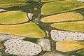Champs d'orge en partie moissonnés (à la main) au mois d'août au Zanskar (Himalaya indien) Céréale ; orge ; moisson ; été ; champ ; culture ; Zanskar ; Cachemire ; Himalaya ; Inde 