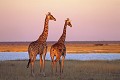 Girafes au bord du "pan" en fin de saison des pluies, à Etosha (Namibie) Girafe ; mammifère ; pan ; lac ; saison des pluies ; coucher de soleil ; savane ; eau ; Etosha ; Namibie ; Afrique 