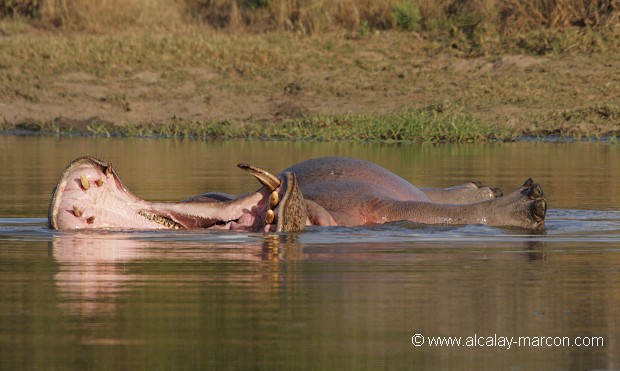 L'eau à la bouche