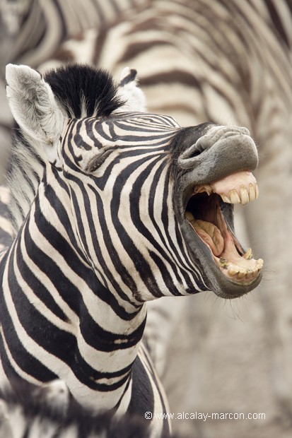 Mort de rire