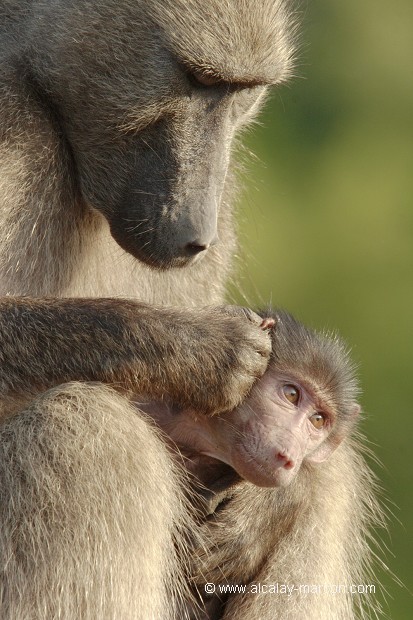Amour propre